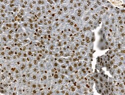 Invitrogen Phospho-JAK2 (Tyr1008) Polyclonal Antibody 100 &mu;L; Unconjugated:Antibodies,