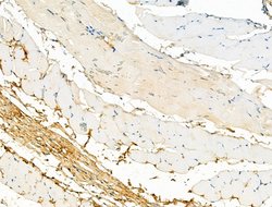 Invitrogen Phospho-LRRK2 (Ser935) Polyclonal Antibody 100 &mu;L; Unconjugated:Antibodies,