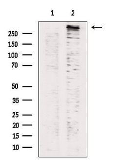 Invitrogen Phospho-LRRK2 (Ser935) Polyclonal Antibody 100 &mu;L; Unconjugated:Antibodies,