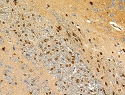 Invitrogen Phospho-MEK7 (Ser271) Polyclonal Antibody 100 &mu;L; Unconjugated:Antibodies,