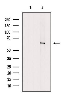 Invitrogen Phospho-MEK7 (Ser271) Polyclonal Antibody 100 &mu;L; Unconjugated:Antibodies,