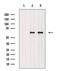 Phospho-MEK7 (Thr275) Polyclonal Antibody:Antibodies, Polyclonal