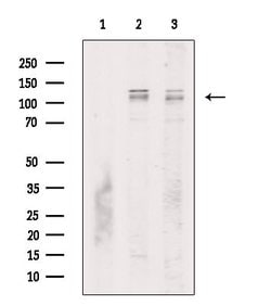 Invitrogen Phospho-ZCWCC1 (Ser615) Polyclonal Antibody 100 μL; Unconjugated:Antibodies,