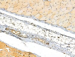 Invitrogen Phospho-MYPT1 (Ser473) Polyclonal Antibody 100 &mu;L; Unconjugated:Antibodies,