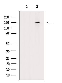 Invitrogen Phospho-MYPT1 (Ser473) Polyclonal Antibody 100 &mu;L; Unconjugated:Antibodies,