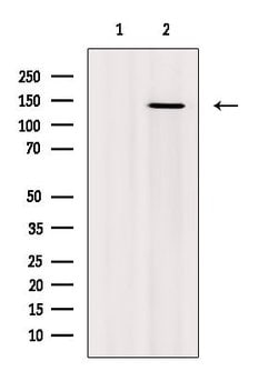 Invitrogen Phospho-NFATC2 (Ser53) Polyclonal Antibody 100 &mu;L; Unconjugated:Antibodies,