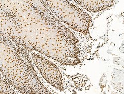 Invitrogen Phospho-NPM1 (Ser125) Polyclonal Antibody 100 &mu;L | Buy Online | Invitrogen&trade; | Fisher Scientific