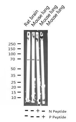 Invitrogen Phospho-p70 S6 Kinase (Thr252) Polyclonal Antibody 100 &mu;L;
