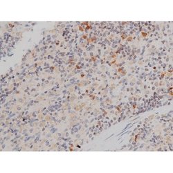 Invitrogen Phospho-p70 S6 Kinase (Thr252) Polyclonal Antibody 100 &mu;L;