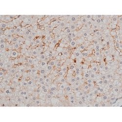 Invitrogen Phospho-p70 S6 Kinase (Thr252) Polyclonal Antibody 100 &mu;L;