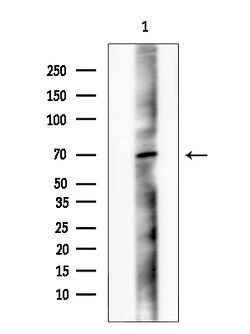 Invitrogen Phospho-PAK4/6/7 (Ser474) Polyclonal Antibody 100 &mu;L; Unconjugated:Antibodies,