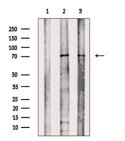 Invitrogen Phospho-PAK4/6/7 (Ser474) Polyclonal Antibody 100 &mu;L; Unconjugated:Antibodies,