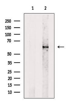 Invitrogen Phospho-Paxillin (Ser272) Polyclonal Antibody 100 &mu;L | Buy Online | Invitrogen&trade; | Fisher Scientific