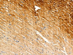 Phospho-Phospholamban (Ser714) Polyclonal Antibody:Antibodies, Polyclonal