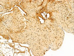 Invitrogen Phospho-RB1 (Ser780) Polyclonal Antibody 100 &mu;L; Unconjugated:Antibodies,