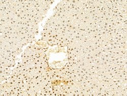 Invitrogen Phospho-RB1 (Ser780) Polyclonal Antibody 100 &mu;L; Unconjugated:Antibodies,