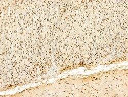 Invitrogen Phospho-RB1 (Ser780) Polyclonal Antibody 100 &mu;L; Unconjugated:Antibodies,