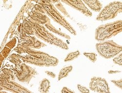 Invitrogen Phospho-RB1 (Ser780) Polyclonal Antibody 100 &mu;L; Unconjugated:Antibodies,