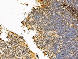 Invitrogen Phospho-RB1 (Ser780) Polyclonal Antibody 100 &mu;L; Unconjugated:Antibodies,