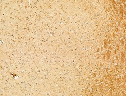 Invitrogen Phospho-RB1 (Ser780) Polyclonal Antibody 100 &mu;L; Unconjugated:Antibodies,