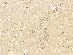 Invitrogen Phospho-RB1 (Ser780) Polyclonal Antibody 100 &mu;L; Unconjugated:Antibodies,