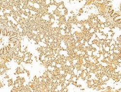 Invitrogen Phospho-RB1 (Ser780) Polyclonal Antibody 100 &mu;L; Unconjugated:Antibodies,