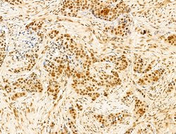 Invitrogen Phospho-RB1 (Ser780) Polyclonal Antibody 100 &mu;L; Unconjugated:Antibodies,