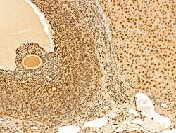 Invitrogen Phospho-RB1 (Ser780) Polyclonal Antibody 100 &mu;L; Unconjugated:Antibodies,