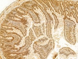 Invitrogen Phospho-RB1 (Ser780) Polyclonal Antibody 100 &mu;L; Unconjugated:Antibodies,