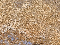 Invitrogen Phospho-RB1 (Ser780) Polyclonal Antibody 100 &mu;L; Unconjugated:Antibodies,