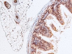 Invitrogen Phospho-RB1 (Ser788) Polyclonal Antibody 100 &mu;L; Unconjugated:Antibodies,
