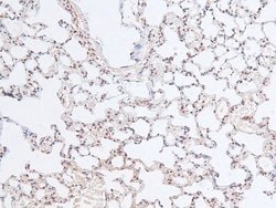 Invitrogen Phospho-RB1 (Ser788) Polyclonal Antibody 100 &mu;L; Unconjugated:Antibodies,