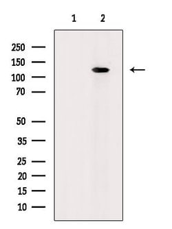 Invitrogen Phospho-RB1 (Ser788) Polyclonal Antibody 100 &mu;L; Unconjugated:Antibodies,