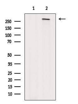 Invitrogen Phospho-POLR2A (Ser5, Ser1801) Polyclonal Antibody 100 &mu;L;