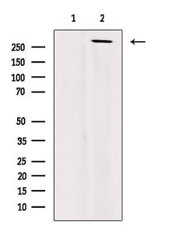 Invitrogen Phospho-POLR2A (Thr4) Polyclonal Antibody 100 &mu;L; Unconjugated:Antibodies,