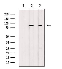 Invitrogen Phospho-RSK Pan (Ser221, Ser227, Ser218, Ser232) Polyclonal