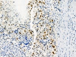 Invitrogen Phospho-SAMHD1 (Thr592) Polyclonal Antibody 100 &mu;L; Unconjugated:Antibodies,