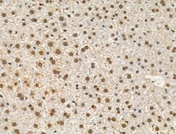 Invitrogen Phospho-SAMHD1 (Thr592) Polyclonal Antibody 100 &mu;L; Unconjugated:Antibodies,