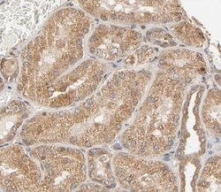 Invitrogen Phospho-SHP2 (Tyr580) Polyclonal Antibody 100 &mu;L; Unconjugated:Antibodies,