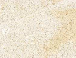 Invitrogen Phospho-SHP2 (Tyr580) Polyclonal Antibody 100 &mu;L; Unconjugated:Antibodies,