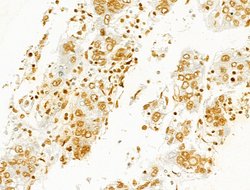 Invitrogen Phospho-SHP2 (Tyr580) Polyclonal Antibody 100 &mu;L; Unconjugated:Antibodies,