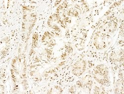 Invitrogen Phospho-SHP2 (Tyr580) Polyclonal Antibody 100 &mu;L; Unconjugated:Antibodies,
