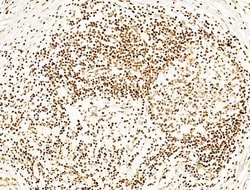 Invitrogen Phospho-SHP2 (Tyr580) Polyclonal Antibody 100 &mu;L; Unconjugated:Antibodies,