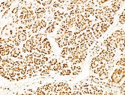 Invitrogen Phospho-SHP2 (Tyr580) Polyclonal Antibody 100 &mu;L; Unconjugated:Antibodies,