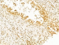 Invitrogen Phospho-SHP2 (Tyr580) Polyclonal Antibody 100 &mu;L; Unconjugated:Antibodies,