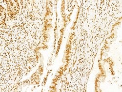 Invitrogen Phospho-SHP2 (Tyr580) Polyclonal Antibody 100 &mu;L; Unconjugated:Antibodies,
