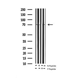 Invitrogen Phospho-SHP2 (Tyr580) Polyclonal Antibody 100 &mu;L; Unconjugated:Antibodies,
