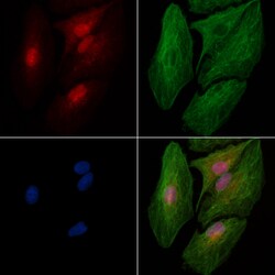 Invitrogen Phospho-SRPK2 (Thr492) Polyclonal Antibody 100 &mu;L; Unconjugated:Antibodies,