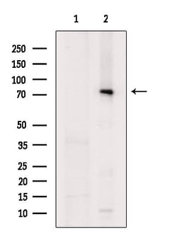 Invitrogen Phospho-SRPK2 (Thr492) Polyclonal Antibody 100 &mu;L; Unconjugated:Antibodies,