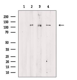 Invitrogen Phospho-TAOK2 (Ser181) Polyclonal Antibody 100 &mu;L; Unconjugated:Antibodies,